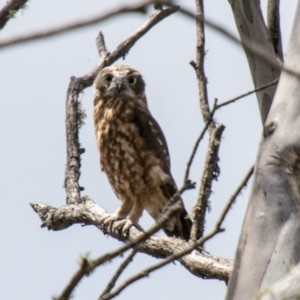 Ninox boobook at Namadgi National Park - 28 Feb 2024