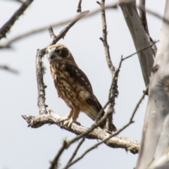 Ninox boobook at Namadgi National Park - 28 Feb 2024