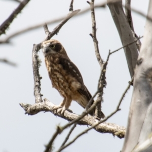 Ninox boobook at Namadgi National Park - 28 Feb 2024