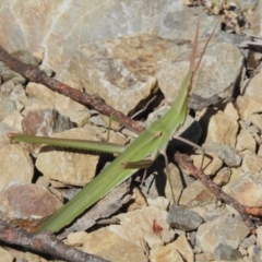 Acrida conica (Giant green slantface) at Namadgi National Park - 28 Feb 2024 by JohnBundock