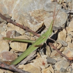 Acrida conica (Giant green slantface) at Cotter River, ACT - 27 Feb 2024 by JohnBundock