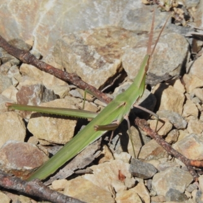 Acrida conica (Giant green slantface) at Namadgi National Park - 27 Feb 2024 by JohnBundock