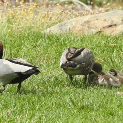 Chenonetta jubata (Australian Wood Duck) at ANBG - 27 Feb 2024 by HelenCross