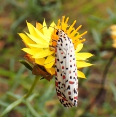 Utetheisa pulchelloides (Heliotrope Moth) at Cook, ACT - 29 Feb 2024 by CathB