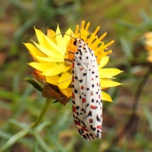 Utetheisa pulchelloides at Mount Painter - 29 Feb 2024 11:00 AM