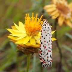 Utetheisa pulchelloides at Mount Painter - 29 Feb 2024 11:00 AM