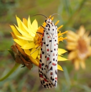 Utetheisa pulchelloides at Mount Painter - 29 Feb 2024 11:00 AM