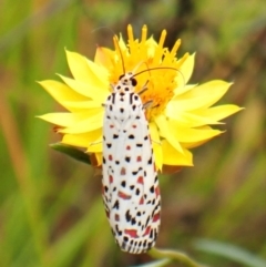 Utetheisa pulchelloides at Mount Painter - 29 Feb 2024 11:00 AM