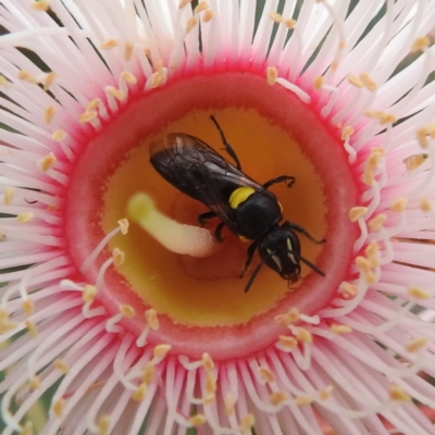 Hylaeus (Hylaeorhiza) nubilosus (A yellow-spotted masked bee) at Acton, ACT - 27 Feb 2024 by HelenCross
