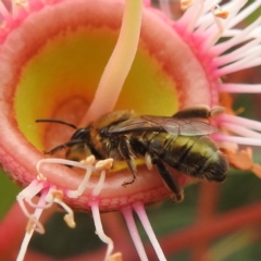 Leioproctus sp. (genus) (Plaster bee) at Acton, ACT - 27 Feb 2024 by HelenCross