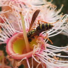 Polistes (Polistes) chinensis (Asian paper wasp) at Acton, ACT - 27 Feb 2024 by HelenCross