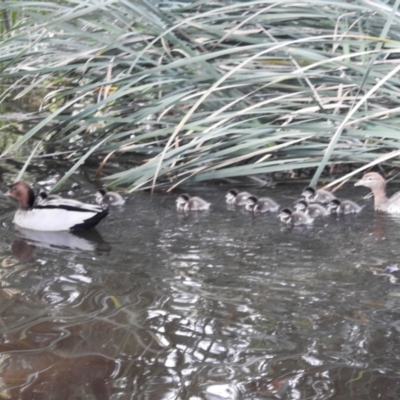 Chenonetta jubata (Australian Wood Duck) at ANBG - 27 Feb 2024 by HelenCross