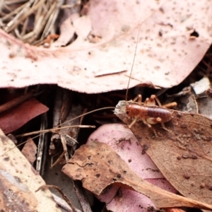 Gryllacrididae sp. (family) at Mount Painter - 29 Feb 2024