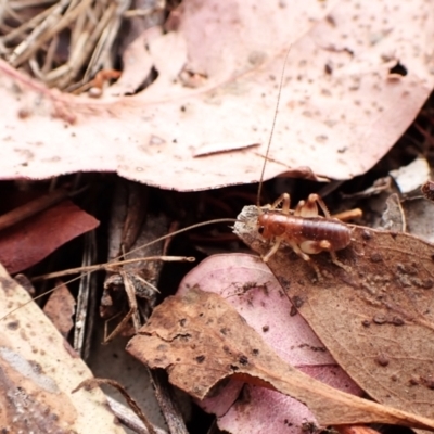 Gryllacrididae sp. (family) (Wood, Raspy or Leaf Rolling Cricket) at Cook, ACT - 29 Feb 2024 by CathB