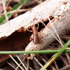 Gryllacrididae (family) at Mount Painter - 29 Feb 2024 11:35 AM