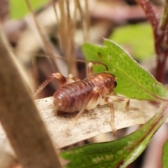 Gryllacrididae sp. (family) at Mount Painter - 29 Feb 2024