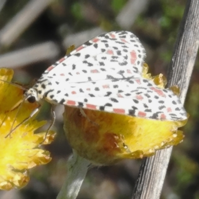 Utetheisa lotrix (Crotalaria Moth) at Cotter River, ACT - 27 Feb 2024 by JohnBundock