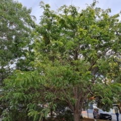 Gleditsia triacanthos (Honey Locust, Thorny Locust) at Phillip, ACT - 29 Feb 2024 by Mike