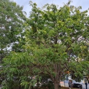 Gleditsia triacanthos at Phillip, ACT - 29 Feb 2024