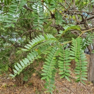 Gleditsia triacanthos at Phillip, ACT - 29 Feb 2024