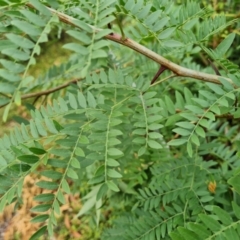 Gleditsia triacanthos at Phillip, ACT - 29 Feb 2024