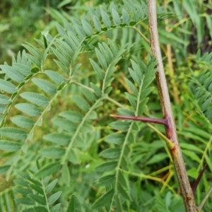 Gleditsia triacanthos at Phillip, ACT - 29 Feb 2024