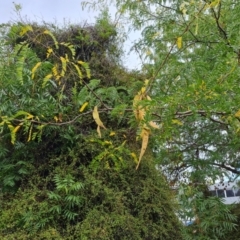 Gleditsia triacanthos at Phillip, ACT - 29 Feb 2024