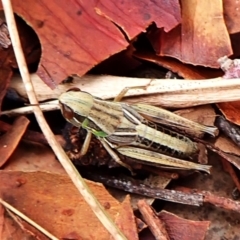 Praxibulus sp. (genus) (A grasshopper) at Cook, ACT - 29 Feb 2024 by CathB
