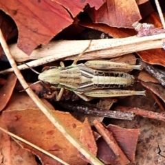 Praxibulus sp. (genus) at Mount Painter - 29 Feb 2024