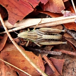 Praxibulus sp. (genus) at Mount Painter - 29 Feb 2024