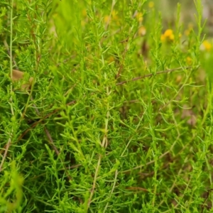 Chrysocephalum semipapposum at Scrivener Hill - 27 Feb 2024