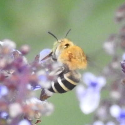 Amegilla (Zonamegilla) asserta (Blue Banded Bee) at Acton, ACT - 29 Feb 2024 by HelenCross