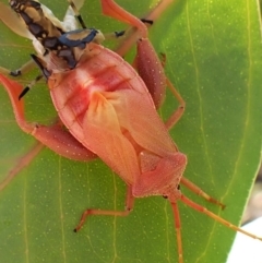 Amorbus alternatus (Eucalyptus Tip Bug) at Mount Painter - 27 Feb 2024 by CathB