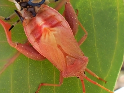 Amorbus alternatus (Eucalyptus Tip Bug) at Mount Painter - 27 Feb 2024 by CathB