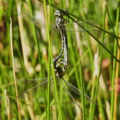 Austrogomphus guerini (Yellow-striped Hunter) at Cotter River, ACT - 25 Feb 2024 by JohnBundock