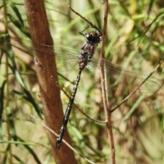 Austroaeschna multipunctata (Multi-spotted Darner) at Namadgi National Park - 25 Feb 2024 by JohnBundock