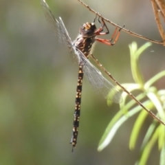 Austroaeschna multipunctata at Namadgi National Park - 25 Feb 2024 03:00 PM