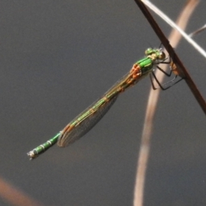 Austrolestes cingulatus at Tharwa, ACT - 25 Feb 2024 01:17 PM