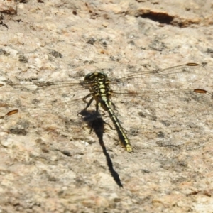 Austrogomphus guerini at Tharwa, ACT - 25 Feb 2024 01:06 PM