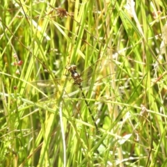 Synthemis eustalacta (Swamp Tigertail) at Gibraltar Pines - 24 Feb 2024 by JohnBundock