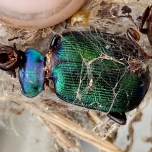 Calosoma schayeri at Molonglo River Reserve - 29 Feb 2024 11:46 AM