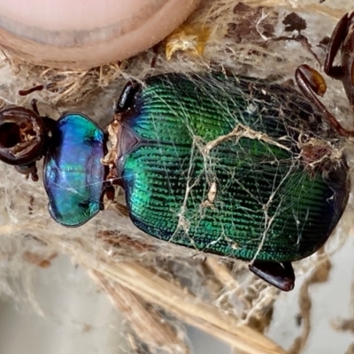 Calosoma schayeri (Green caterpillar hunter) at Molonglo River Reserve - 29 Feb 2024 by SteveBorkowskis