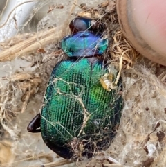 Calosoma schayeri at Molonglo River Reserve - 29 Feb 2024