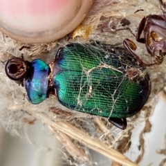 Calosoma schayeri at Molonglo River Reserve - 29 Feb 2024 11:46 AM