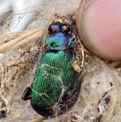 Calosoma schayeri at Molonglo River Reserve - 29 Feb 2024 11:46 AM