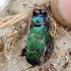 Calosoma schayeri at Molonglo River Reserve - 29 Feb 2024 11:46 AM