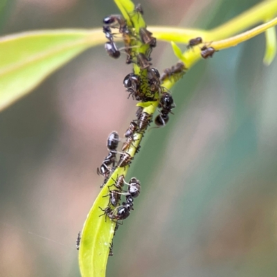 Anonychomyrma sp. (genus) (Black Cocktail Ant) at Dawson Street Gardens - 29 Feb 2024 by Hejor1
