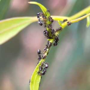 Anonychomyrma sp. (genus) at Dawson Street Gardens - 29 Feb 2024