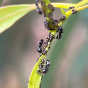 Anonychomyrma sp. (genus) at Dawson Street Gardens - 29 Feb 2024