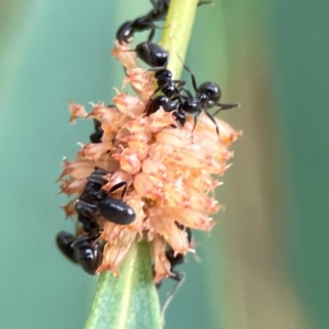 Anonychomyrma sp. (genus) at Dawson Street Gardens - 29 Feb 2024 09:05 AM